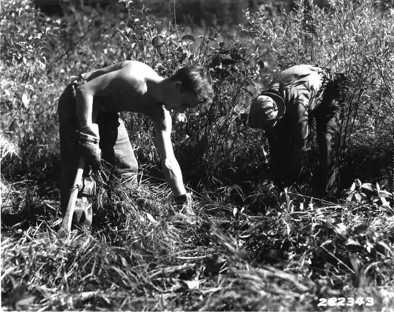 1933 Civilian Conservation Corps (CCC) removing Ribes